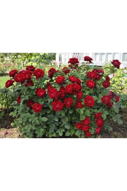 Садова троянда ‘Омаж а Барбара’ на клумбі